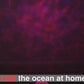 Ocean Wave LED Projector Lamp